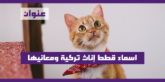 اسماء قطط إناث تركية ومعانيها