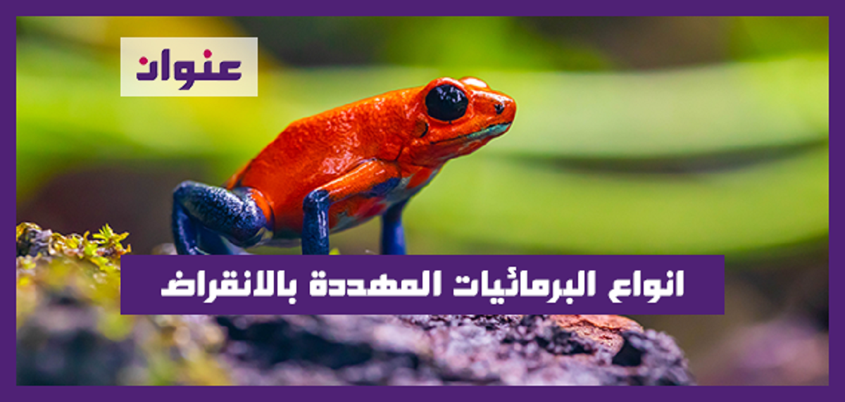 انواع البرمائيات المهددة بالانقراض وأبرز خصائصها الفريدة من نوعها انواع البرمائيات المهددة بالانقراض