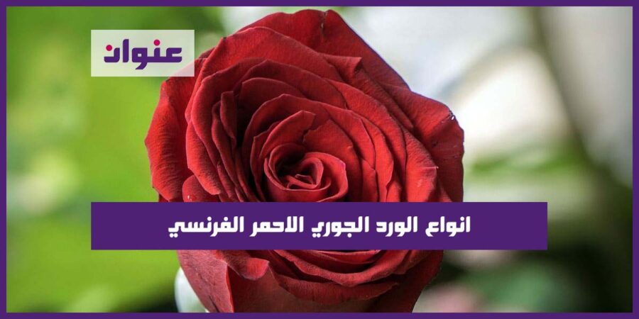 انواع الورد الجوري الاحمر الفرنسي انواع الورد الجوري الاحمر الفرنسي