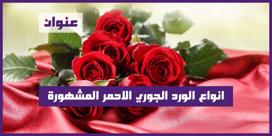 انواع الورد الجوري الاحمر المشهورة انواع الورد الجوري الاحمر المشهورة