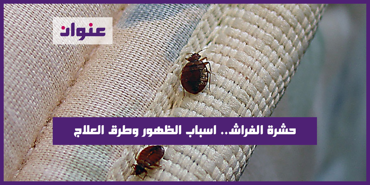 حشرة الفراش.. اسباب الظهور وطرق العلاج