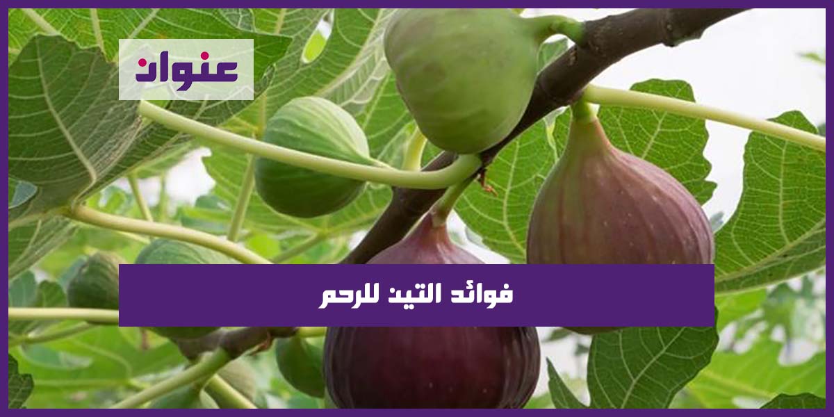 فوائد التين للرحم فوائد التين للرحم