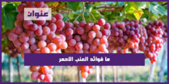 ما فوائد العنب الاحمر