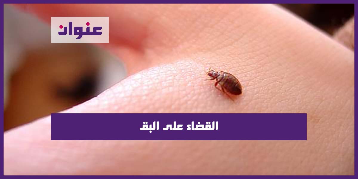 القضاء على البق