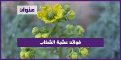 فوائد عشبة الشذاب