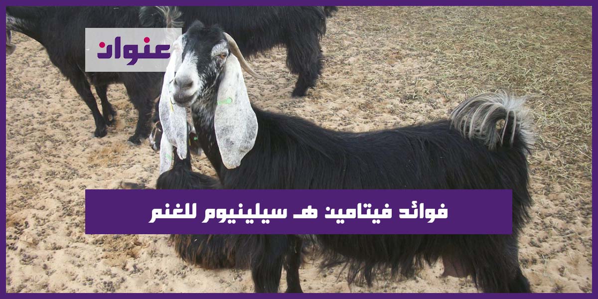 فوائد فيتامين هـ سيلينيوم للغنم