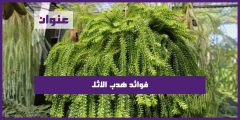 فوائد هدب الاثل