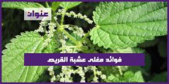 فوائد مغلى عشبة القريص