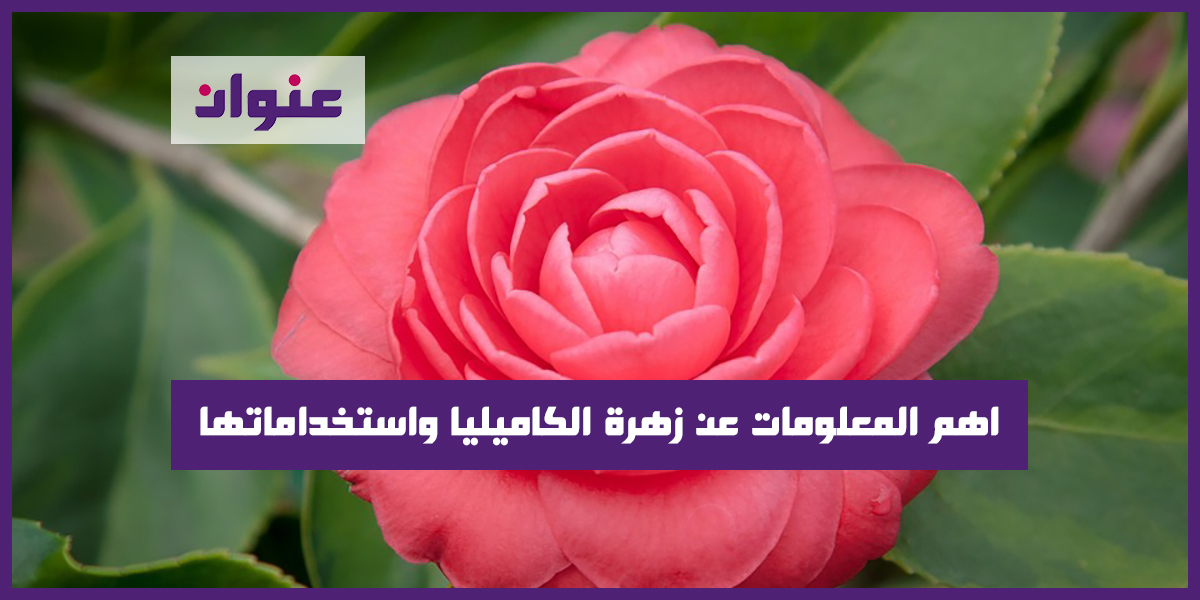 اهم المعلومات عن زهرة الكاميليا واستخداماتها اهم المعلومات عن زهرة الكاميليا واستخداماتها
