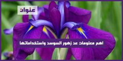 اهم معلومات عن زهور السوسن واستخداماتها