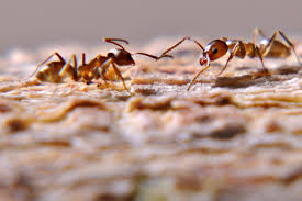 النمل 
