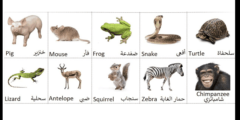 أسماء الحيوانات بالانجليزي مع الصور للاطفال